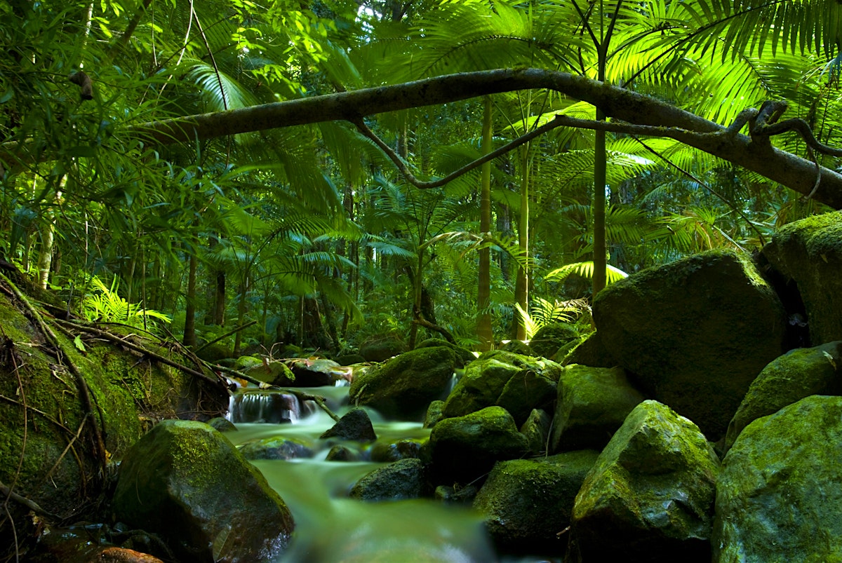 The Daintree travel Queensland, Australia Lonely